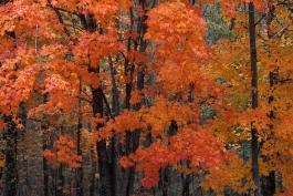 Sugar maples with orange fall color in a forest