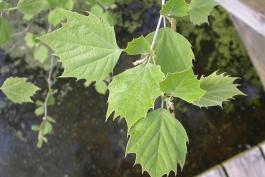 Photo of young sycamore leaves in early May