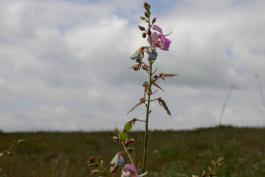 Tick trefoil flower stalk with prairie and sky in background