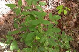 Tick trefoil plant growing in an upland forest