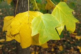 Closeup of tulip tree leaves showing yellow fall color