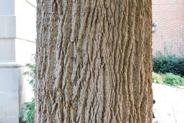 Photo of the trunk of a mature tulip tree, showing bark