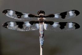 Male twelve-spotted skimmer perched on a plant stalk