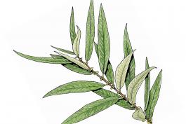 Illustration of Ward's willow twig with leaves.
