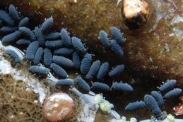 Water springtails congregate in water above soggy dead leaves