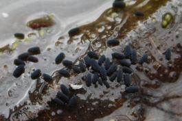 Water springtails gathered on a branch protruding from a pond surface