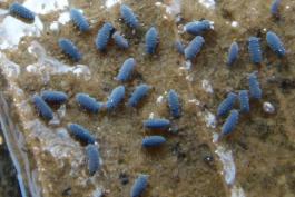 Water springtails feeding on decomposing material on dead leaf in water