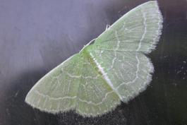 A wavy-lined emerald moth resting on a glass window