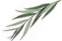 Illustration of weeping willow leaves and stem.