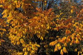 White ash tree showing golden fall color