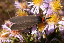 Photo of a yellow-collared scape moth collecting nectar from asters.