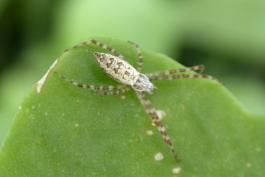 Photo of a young female black-and-yellow garden spider on a leaf
