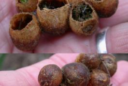 Two photos of some wax cells taken from a former former bumble bee nest, held in a hand.