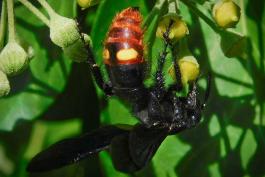 Blue-winged scoliid wasp taking nectar on English ivy flowers