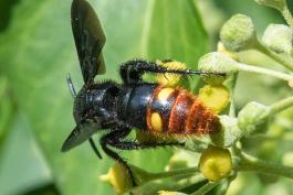 Blue-winged scoliid wasp taking nectar from English ivy flowers, showing distinctive color on abdomen