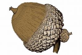 Illustration of swamp chestnut oak acorn.