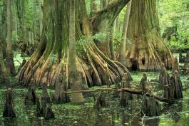 Photo of swollen, buttressed bald cypress trunks growing in swampy water