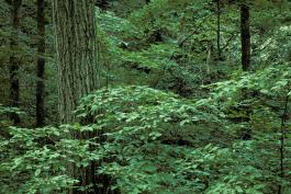 Photo showing understory trees and trunks of canopy trees in a shady forest