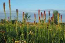 Photo of liatris blooming on Helton Prairie, with blue sky beyond