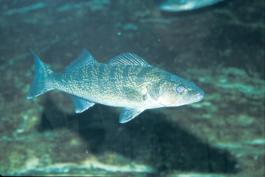 Image of a walleye