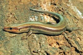 Image of a five-lined skink