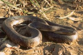Image of a Mississippi green watersnake