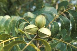 Image of pecan leaves and nuts