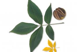 Image of a shagbark hickory leaf