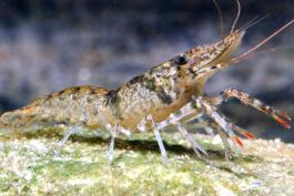 Photo of a shrimp crayfish.