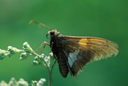 Image of a silver-spotted skipper