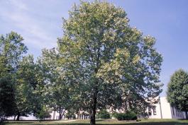 Image of a sycamore tree