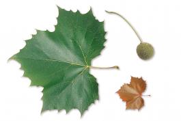 Image of a sycamore leaf
