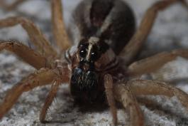 Photo of a dotted wolf spider