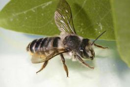 photo of a leafcutter bee