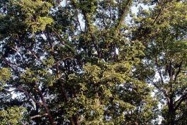 swamp chestnut oak