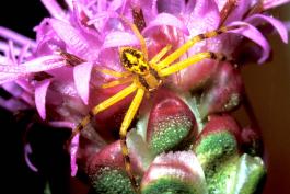 Photo of a northern crab spider on rough blazing star flowerhead.