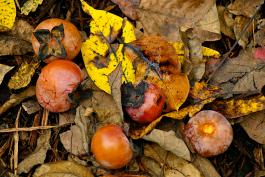 Persimmons on the ground amid fallen leaves.