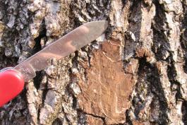 Photo of black walnut bark and a pocket knife, showing brown color of scraped bark.
