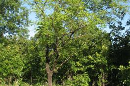 Photo shows declining black walnut tree
