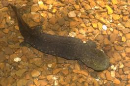 hellbender, a large brown salamander resting in gravelly streambed