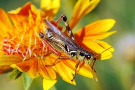 Image of a red-legged grasshopper.