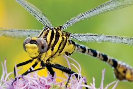 A spinyleg dragonfly, possibly a southeastern spinyleg clubtail, closeup.