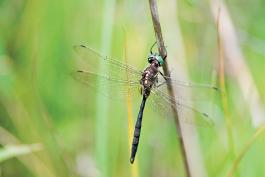 photo of perched dragonfly