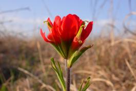 Photo of Indian paintbrush flower cluster