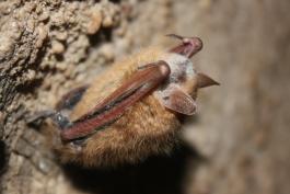 White-Nose Syndrome on Tri-Colored Bat