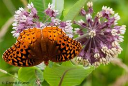 Great Spangled Fritillary, Wings Spread, nectaring on milkweed flowers