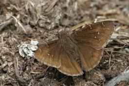 Photo of a Northern Cloudywing