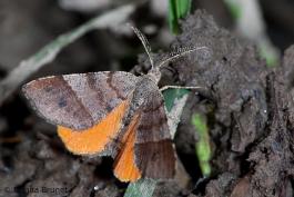 Photo of an Orange Wing moth