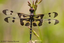 Photo of a male Banded Pennant dragonfly