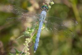 Photo of an Eastern Pondhawk dragonfly, male